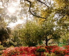 spring-azaleas-forsyth-park